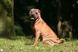 SHAR-PEI 971